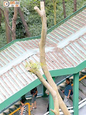 被去頂的台灣相思預計只剩數年命，有專家建議移除。（蘇文傑攝）