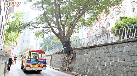 路政署決定暫緩修剪醫院道的一棵石牆樹。（李立揚攝）