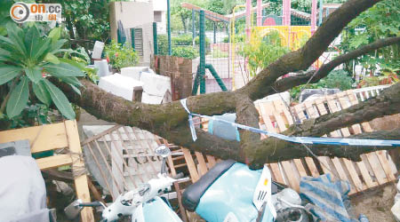 石澳村有樹木斷枝塌下近月方獲清理，居民批評地政署效率低。（讀者提供）