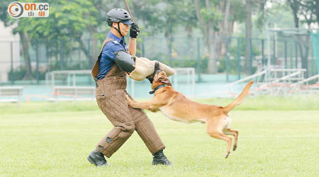 訓練警犬需長時間不斷活動手腕，容易患上腕管綜合症。（資料圖片）