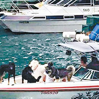 有熱心市民用快艇將多隻狗救出。（網民Kobe Kwok攝）