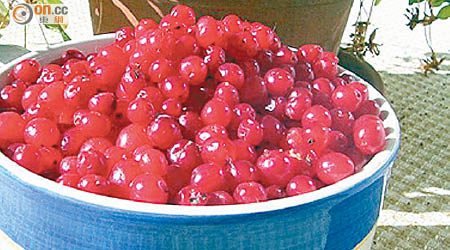 研究指小紅莓萃取物或可縮小腸癌腫瘤。