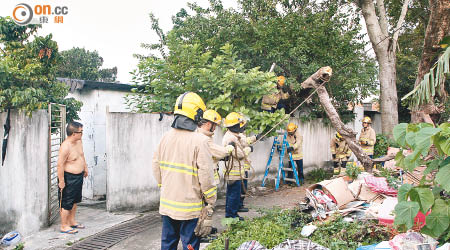 塌下的粗樹枝壓住村屋頂、圍牆。（楊日權攝）