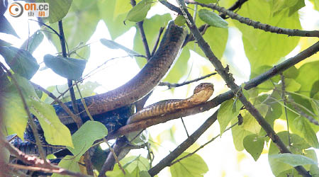 「過山烏」毒蛇盤據在樹枝。（張世洋攝）