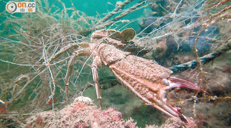 「鬼網」會纏住海洋生物，令牠們活生生餓死。（受訪者提供）