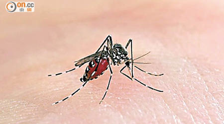 白紋伊蚊可傳播多種疾病，包括登革熱、黃熱病及寨卡病毒。（資料圖片）