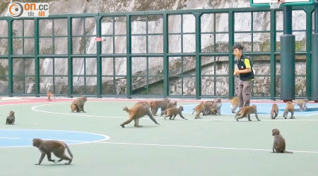 猴群在籃球場內嬉戲，漁護署人員用花生吸引聚集。（陳展鴻攝）