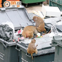 猴子在垃圾桶覓食。