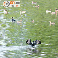 市民現時已可在濕地公園欣賞鸕鷀及尖尾鴨等冬候鳥。（何天成攝）