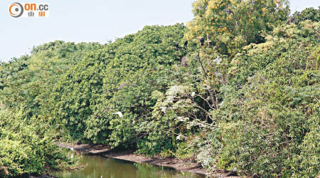 米埔是香港現存最大的濕地，是各種生物的棲息地。