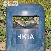多隻老鼠竄入有「HKIA」字樣的垃圾桶覓食。（楊偉嶽攝）
