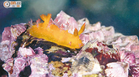 石斑是珊瑚礁普查的指定指標品種之一。