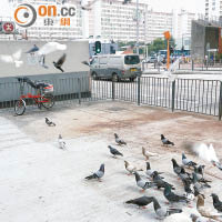 當年 <br>長沙灣港鐵站出入口不時有大批野鴿聚集。