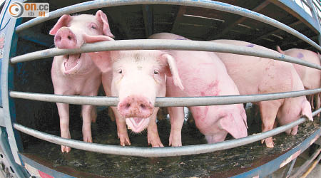 香港法例暫未收緊或禁止肉類及疏菜中的抗生素含量。