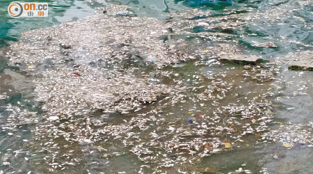 有區議員引述消息指，城門河出現大量魚死亡與河水水質無關。（朱先儒攝）