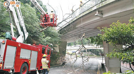 消防乘升降台將塌樹鋸斷移走。（馬竟峯攝）