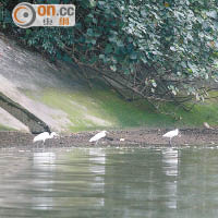魚屍或會影響在河畔覓食的白鷺。