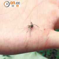 記者在地盤旁的公園，隨手拍死一隻白紋伊蚊。