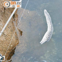 大埔海濱公園海面有石斑等魚屍漂近岸邊。