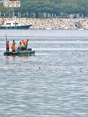 吐露港料紅潮襲 <br>人員在大埔海濱公園海面撈死魚。（林兆崙攝）