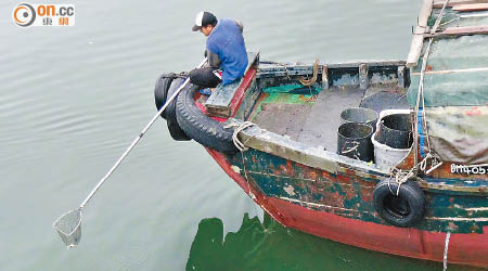 外判工人在城門河撈起魚屍。（李子強攝）