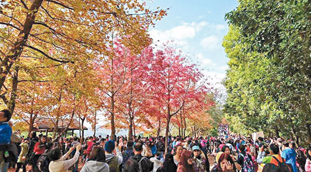 種有多排楓香樹的大棠郊野公園，吸引大批市民往賞紅葉，人山人海。（互聯網圖片）
