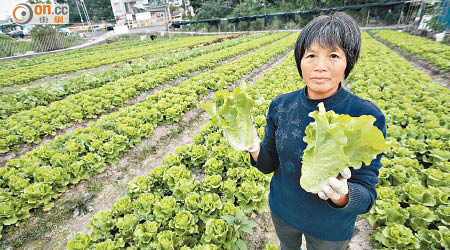 黃七娣展示縮水生菜形容體積較正常小一半。（胡嘉豪攝）