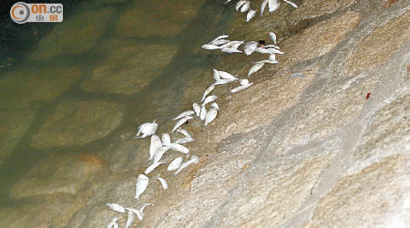 城門河上月初開始發現大量鯡魚死亡。