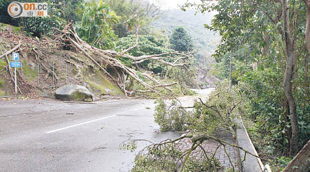 南灣道大樹倒塌阻路。（戴展邦攝）