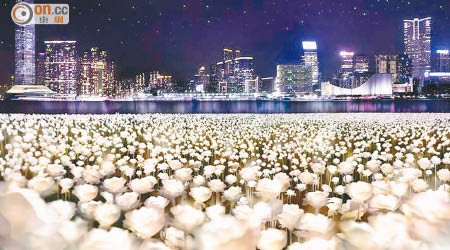 二萬五千朵白色玫瑰燈閃亮香江，增添浪漫氣氛。（PANCOM提供的模擬圖）