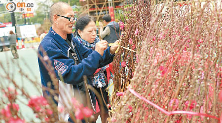 劉海濤（左）指多株桃花已長出花蕾，料年廿九陸續綻放。（袁志豪攝）