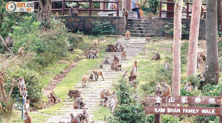 金山郊野公園為野生猴子主要生長區。（漁護署提供）