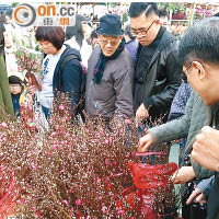 迷你桃花今年獲不少市民垂青。