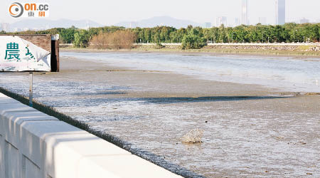 錦田河頭段的一帶流域被驗出抗生素濃度最高。（黃雄攝）