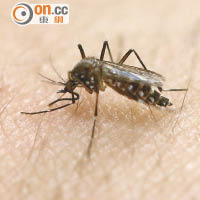 寨卡病毒透過埃及伊蚊傳播。