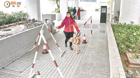 學習直線行走及避開障礙物，是導盲犬必經訓練。（黃知樂攝）