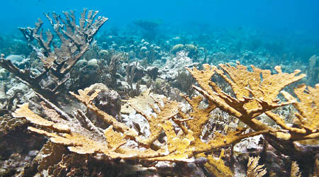 研究團隊成功人工培育珊瑚，期望能用以修復瀕臨消失的珊瑚礁群。（互聯網圖片）