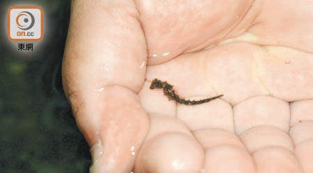 環保團體在龍尾灘發現不少管海馬幼體。（受訪者提供）