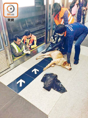 受傷唐狗被抱返月台。（唐狗學習營圖片）