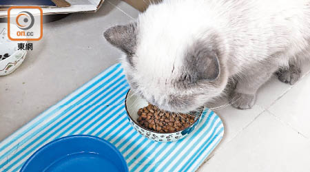 消委會建議市民餵飼寵物時，應先留意食糧中有否滲入不明物件。