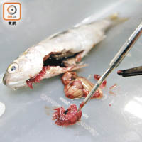 鰂魚魚腮帶有瘀黑。