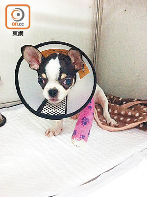案中的芝娃娃現已康復，並交由香港愛護動物協會照顧。