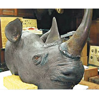 賊人圖盜走諾里奇城堡博物館的犀牛頭標本，最終失敗。（互聯網圖片）