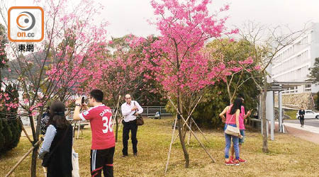 中大聯合書院校園也有不少惜花人士賞櫻花。（魏先生提供）