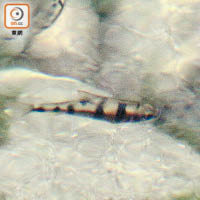 河中重現不少魚類棲息，當中更包括「稀有魚類」北江光唇魚。
