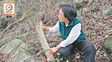 何佩嫻擔心一旦幼樹也被斬光，土沉香將於未來數年間消失於郊野。