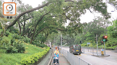 九龍城鳳舞街斜坡上數棵台灣相思樹橫生出馬路，搖搖欲墜，險象環生。（朱先儒攝）