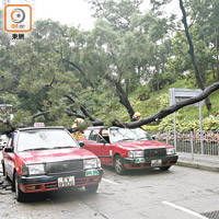 九龍城鳳舞街一○年曾發生台灣相思樹壓傷的士司機意外。（資料圖片）