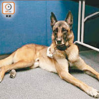 瑪蓮萊犬是警犬隊其中一個品種。（資料圖片）