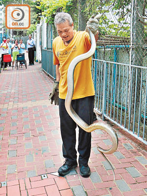 「蛇王海」指該條水律蛇約七呎長較為罕見。（張世洋攝）